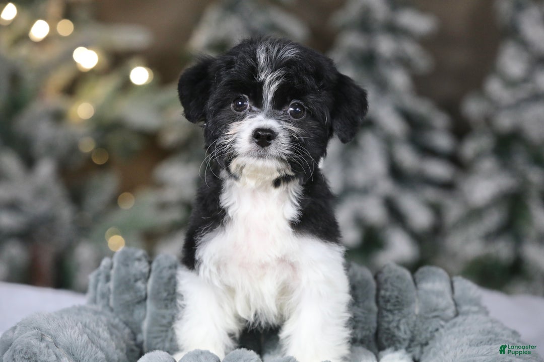 Teddy Bear dogs for sale: Noelle - Ad 8