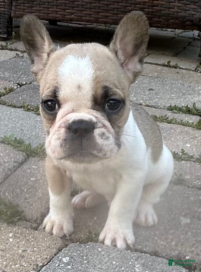 French Bulldog dogs Oliver - Ad 27
