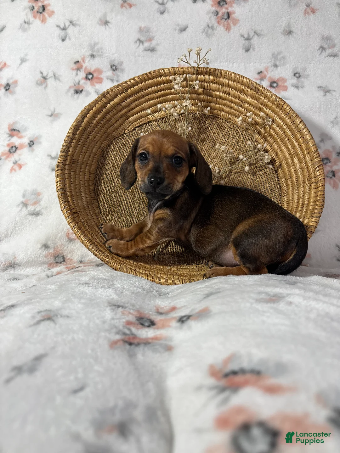 Miniature Dachshund dogs for sale: Miniature Dachshund Puppy 3 - Ad 11