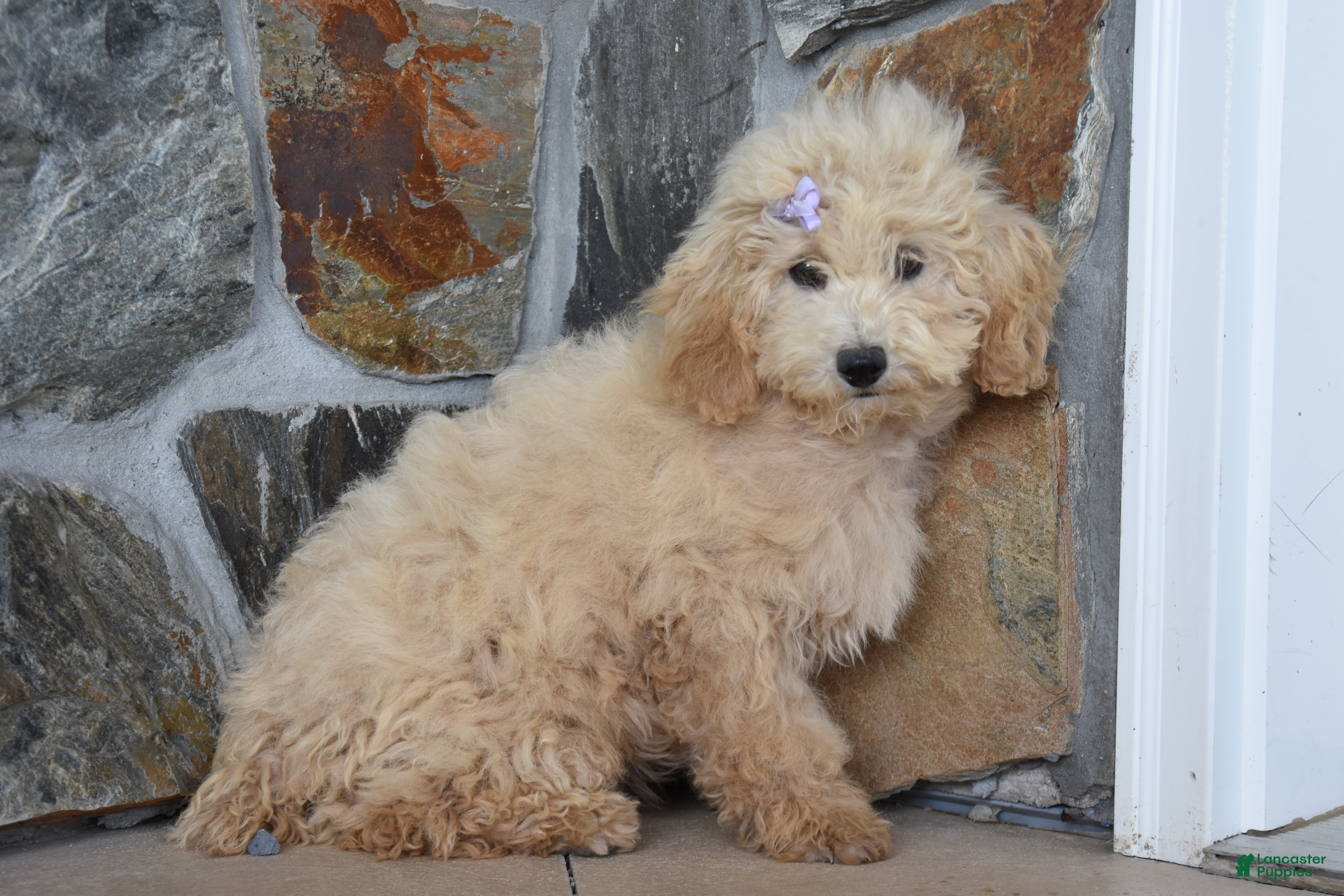 Miniature Poodle dogs Sissy - Ad 1
