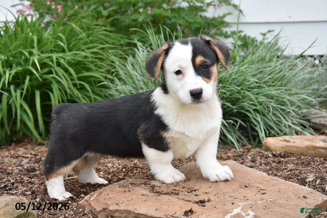 Welsh Corgi Pembroke dogs for sale: Mandy - Ad 1