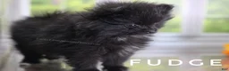 Pomeranian dogs for sale: Fudge - Adventerous Love Bug! - Black Boy - Ad 9
