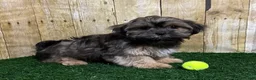 Shorkie dogs for sale: Whiskey - Ad 7
