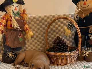 Mixed Breed dogs - Ad 25