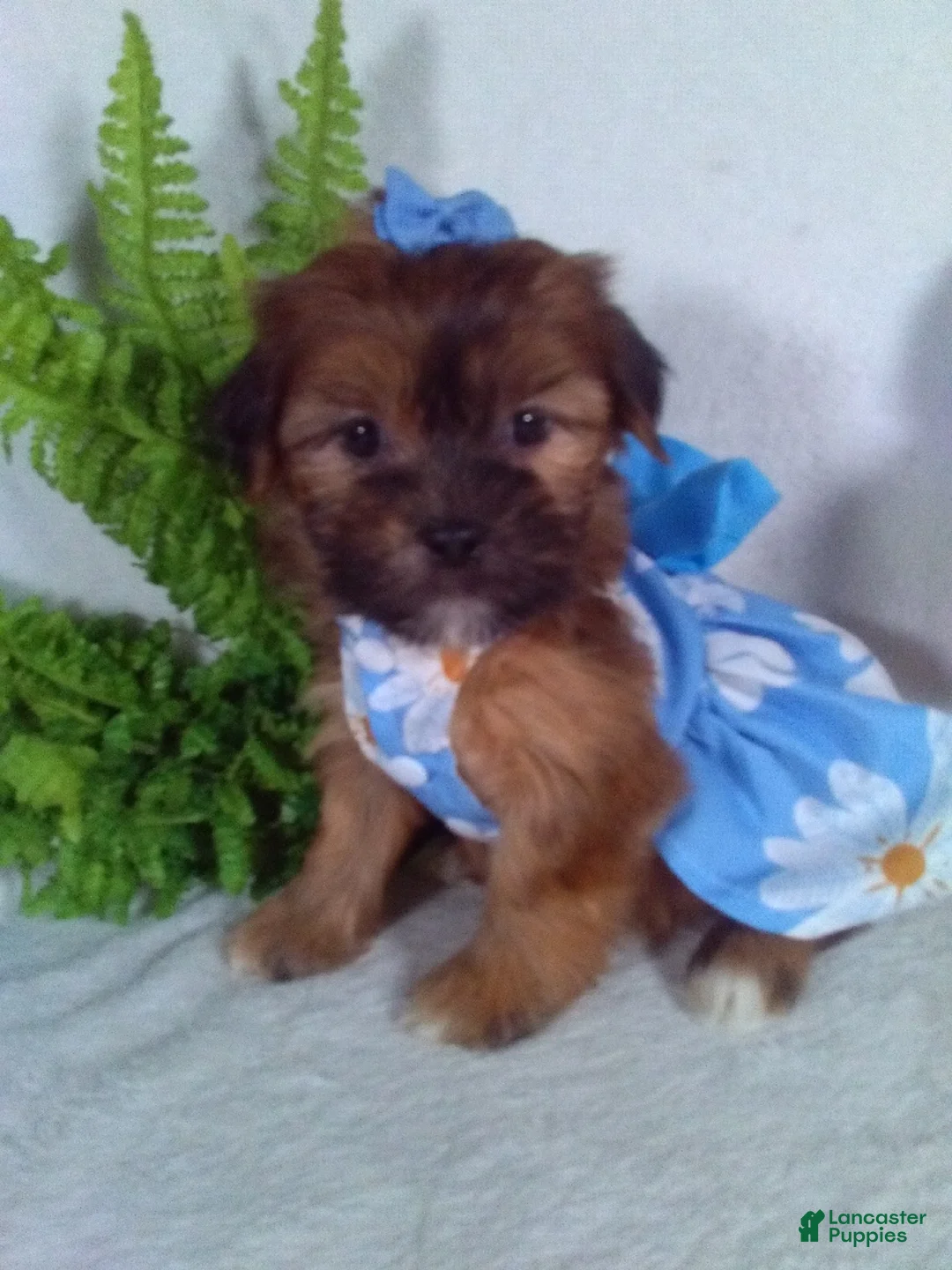 Shorkie dogs for sale: Piper - Ad 1