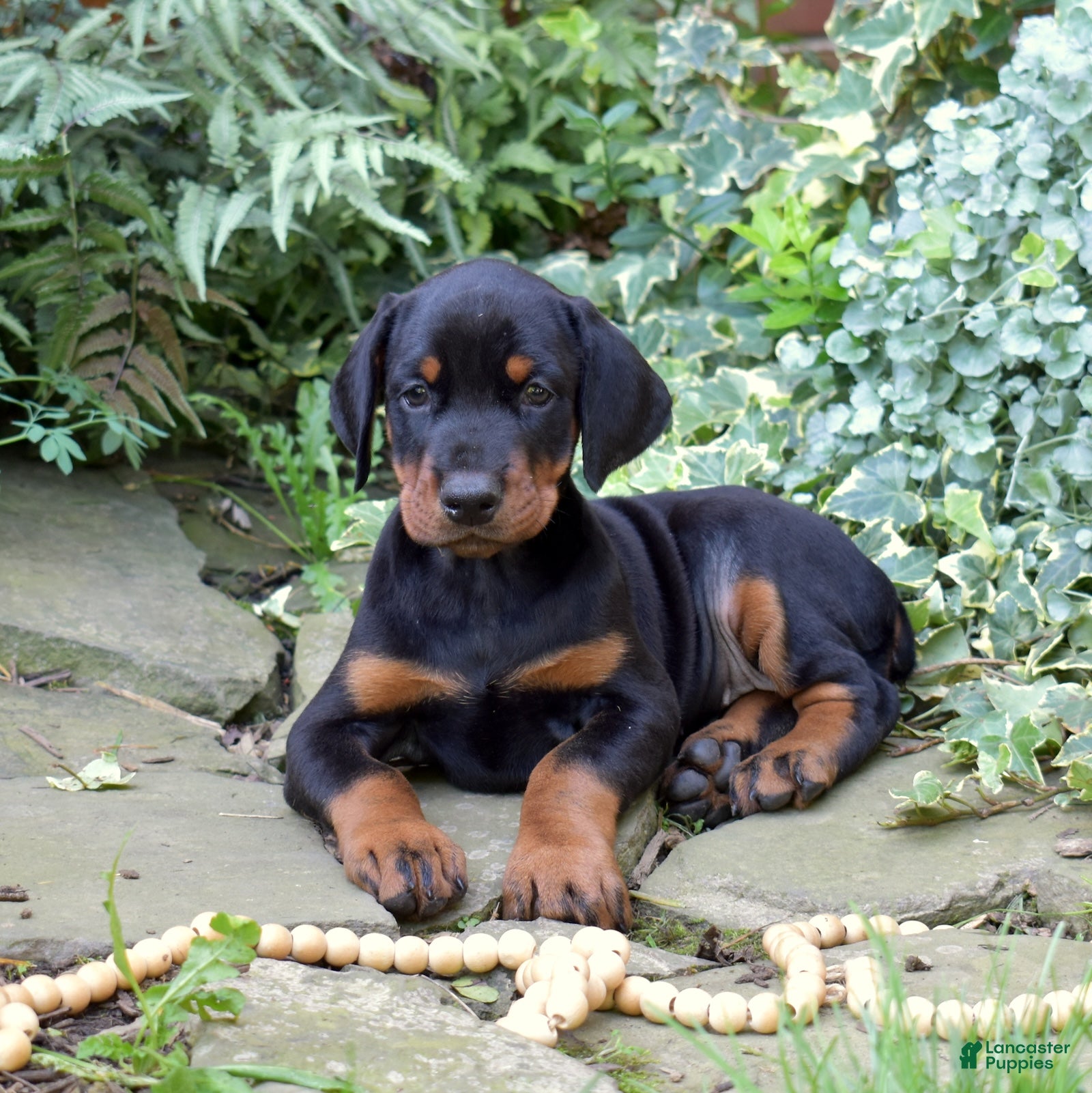 Doberman Pinscher dogs Echo - Ad 1