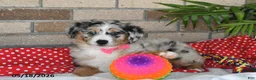 Australian Shepherd dogs for sale: Petunia - Ad 4