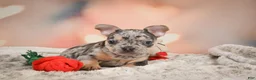 French Bulldog dogs for sale: Abby - Ad 3