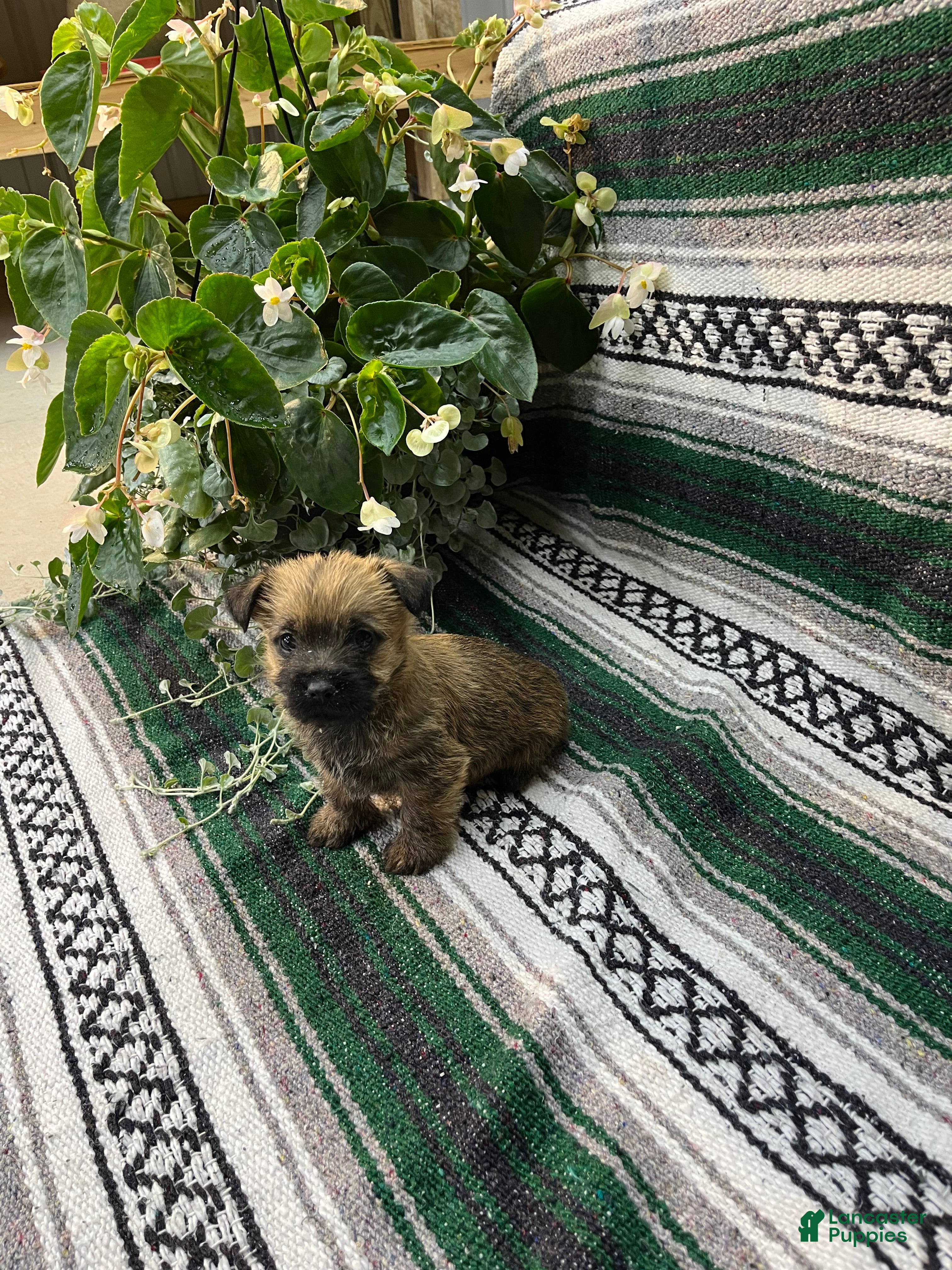 Cairn Terrier dogs Dolly - Ad 1