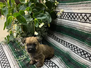 Cairn Terrier dogs for sale: Dolly - Ad 4