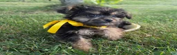 Yorkiepoo dogs for sale: Bosun - Ad 5