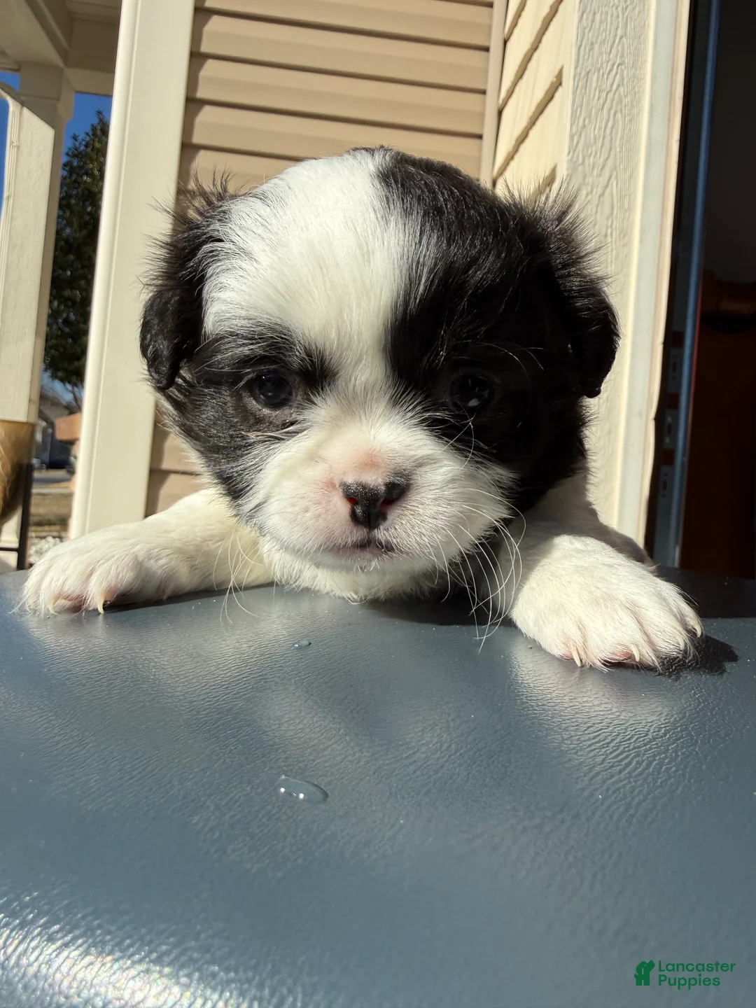 Shih Tzu dogs for sale: Shih Tzu Puppy 1 - Ad 1