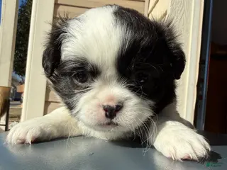 Shih Tzu dogs Shih Tzu Puppy 1 - Ad 6