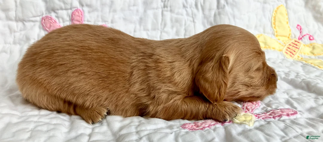 Miniature Dachshund dogs for sale: Cinnamon of Maple Valley Boulevard - Ad 4
