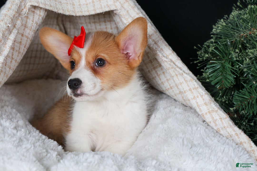 Welsh Corgi Pembroke dogs for sale: Irwin - Ad 4