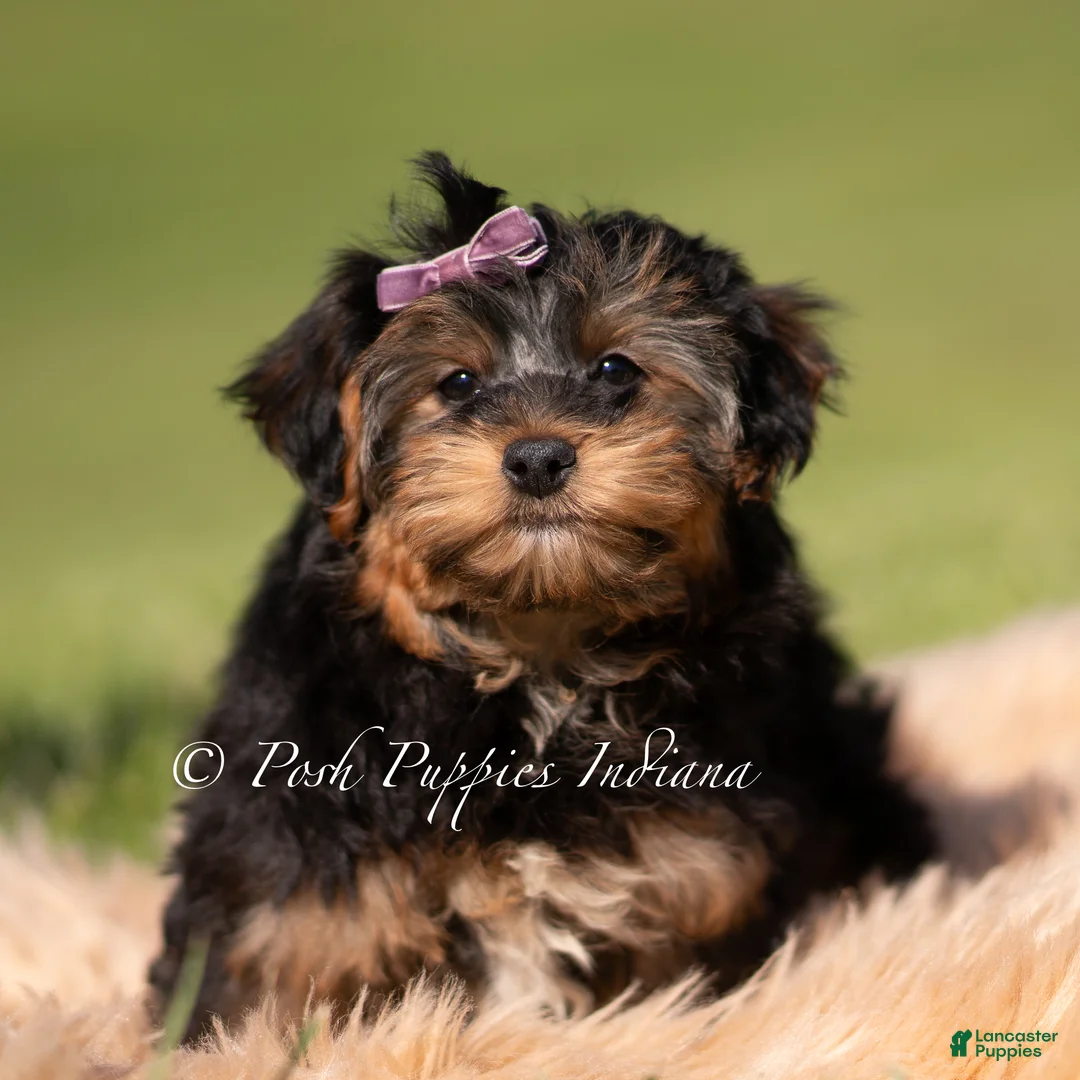 Yorkiepoo dogs for sale: Ziggy - Ad 5