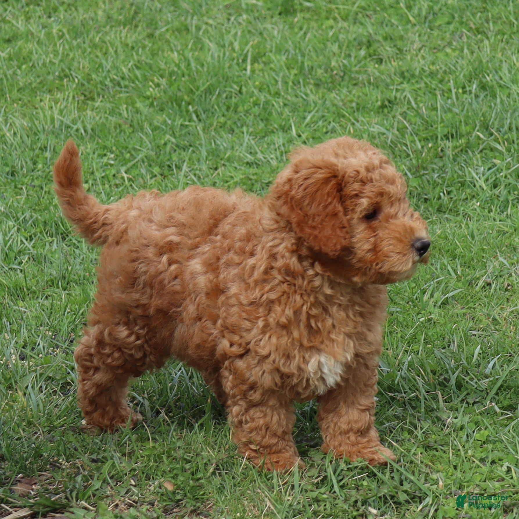Mini Goldendoodle dogs Cassie - Ad 2