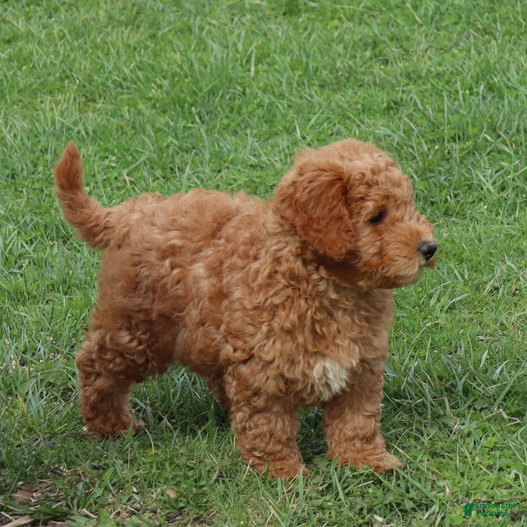 Mini Goldendoodle dogs for sale: Cassie - Ad 2