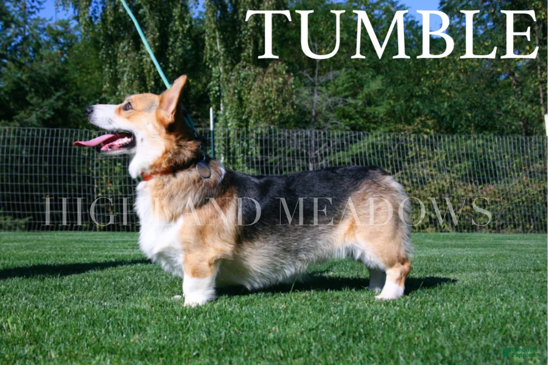 Welsh Corgi Pembroke dogs for sale: Cash - Ad 6