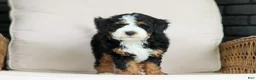 Mini Bernedoodle dogs for sale: Ellie - Ad 6