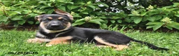 German Shepherd dogs for sale: Prince   - Ad 3