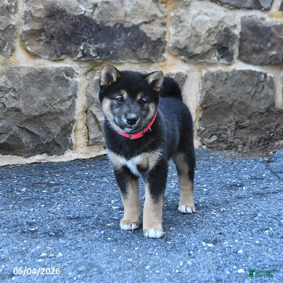 Shiba Inu dogs for sale: Shadow - Ad 2