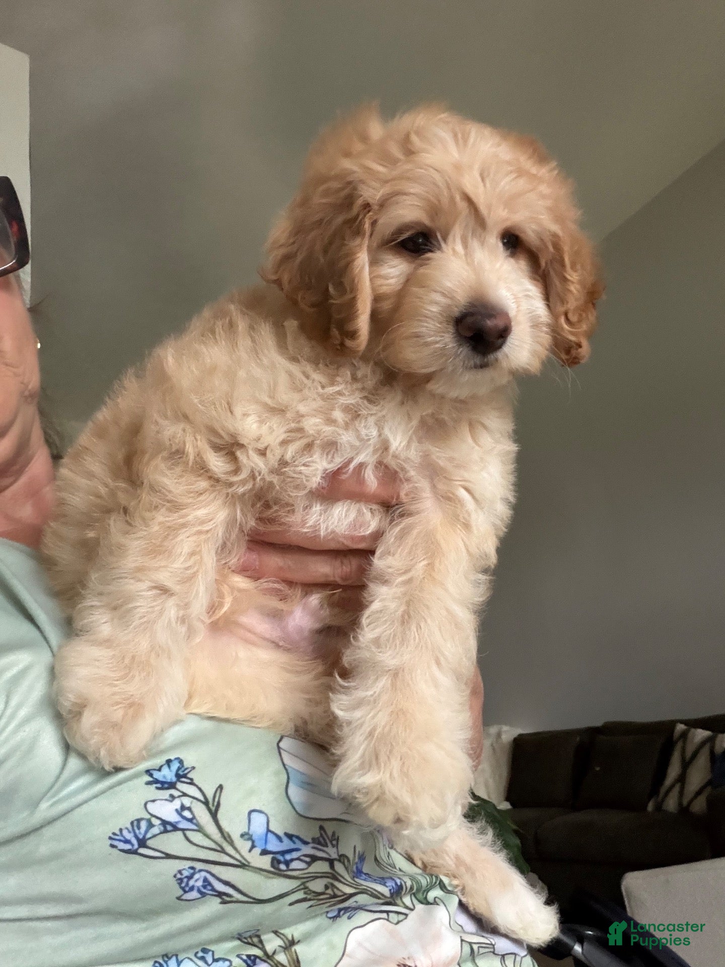 Mini Goldendoodle dogs Mini Goldendoodle 1 - Ad 1