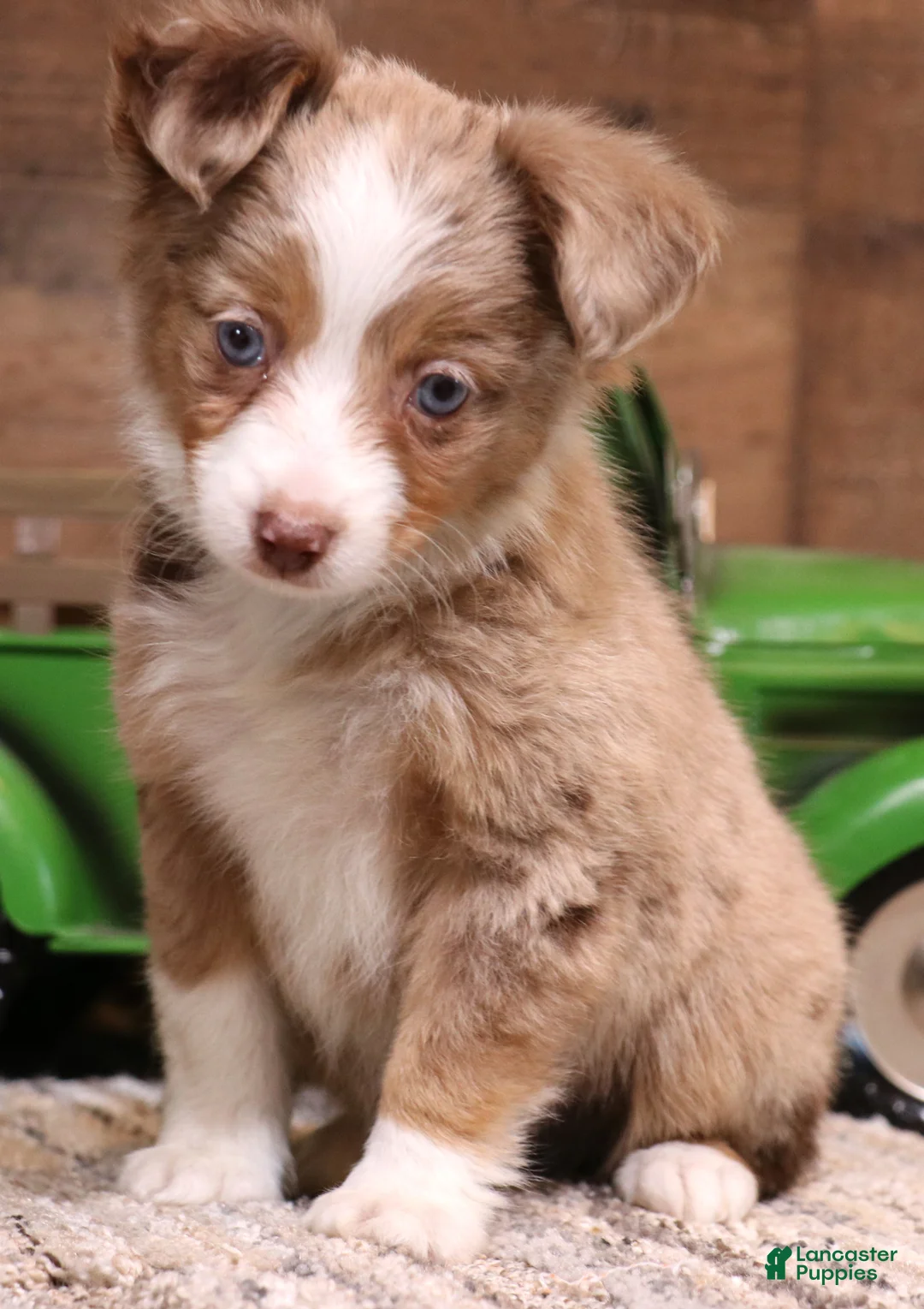 Toy Australian Shepherd dogs for sale: Canyon red merle m - Ad 1