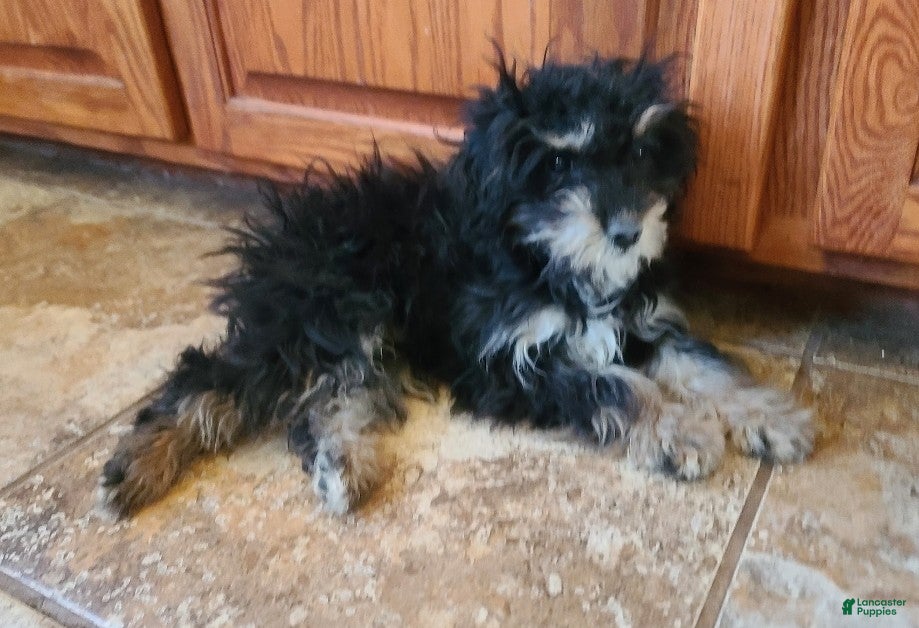 Cavapoo dogs POMAGRANT - Ad 1
