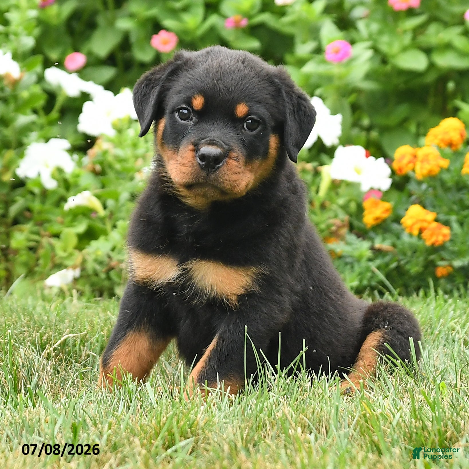 Rottweiler dogs Kayla - Ad 2