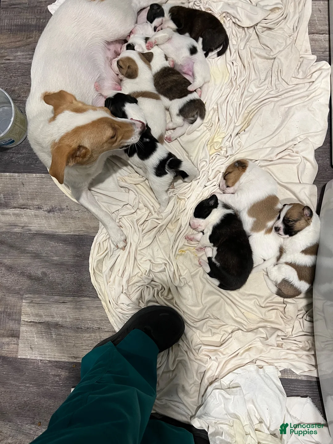 Mixed Breed dogs for sale: Mixed Breed puppy #2 - Ad 2