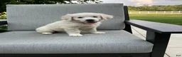 Golden Retriever dogs for sale: Amber  - Ad 4