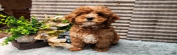 Cavapoo dogs for sale: Jolly - Ad 2