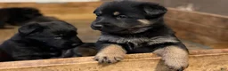German Shepherd dogs for sale: German Shepherd Puppy 2 - Ad 9