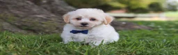 Maltipoo dogs for sale: Marshmellow - Ad 5