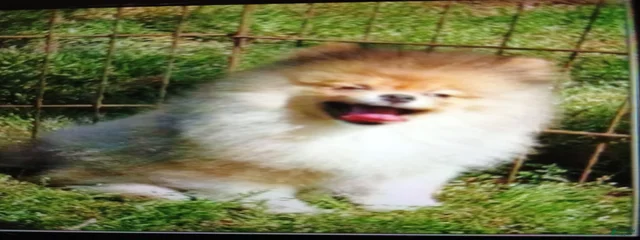 Caesar