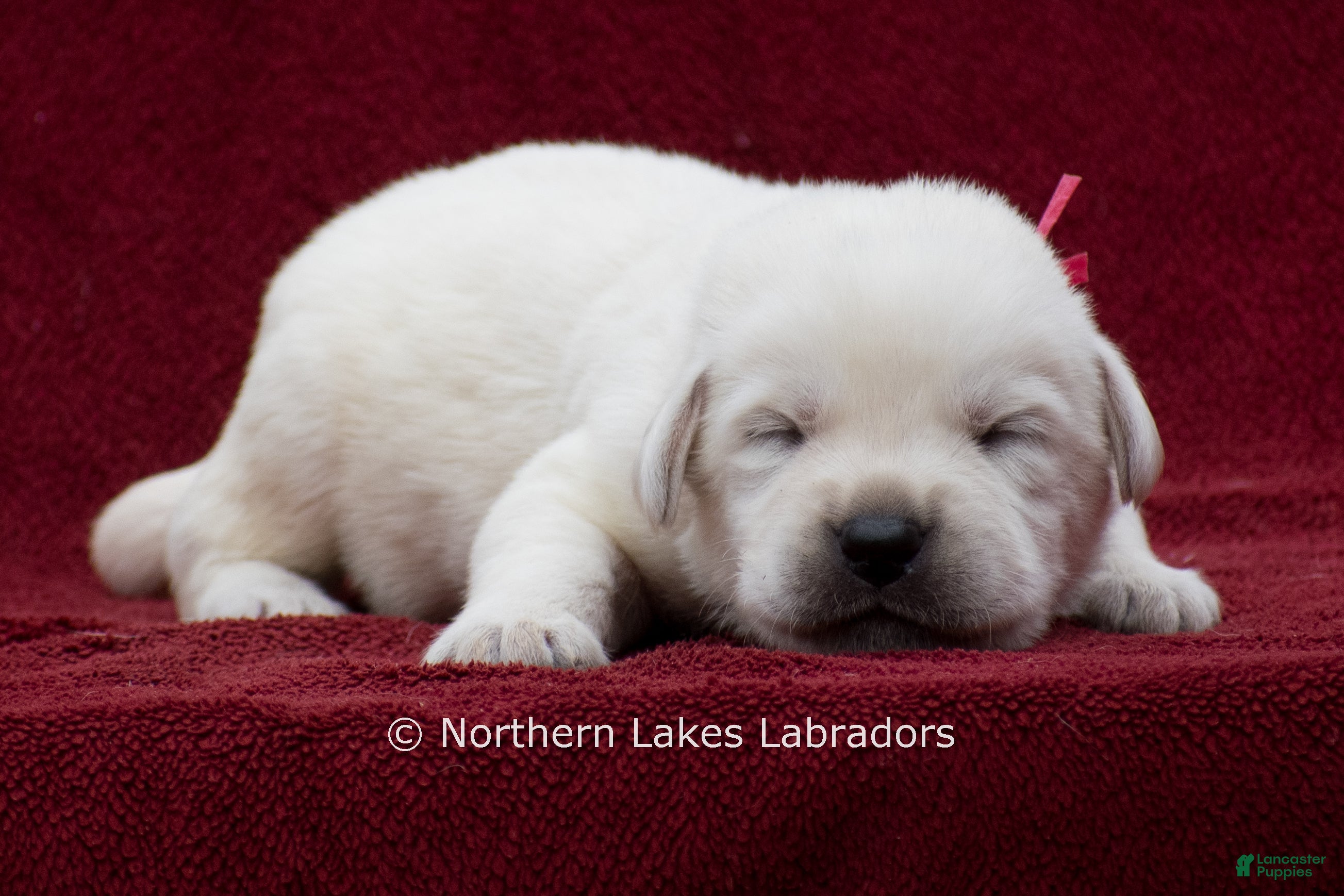 Labrador Retriever dogs Mason - Ad 19