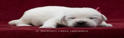 Labrador Retriever dogs for sale: Mason - Ad 1