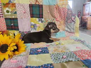 Chihuahua dogs for sale: Miniature mini - Ad 2