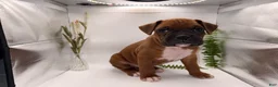 Boxer dogs for sale: Champ  - Ad 36