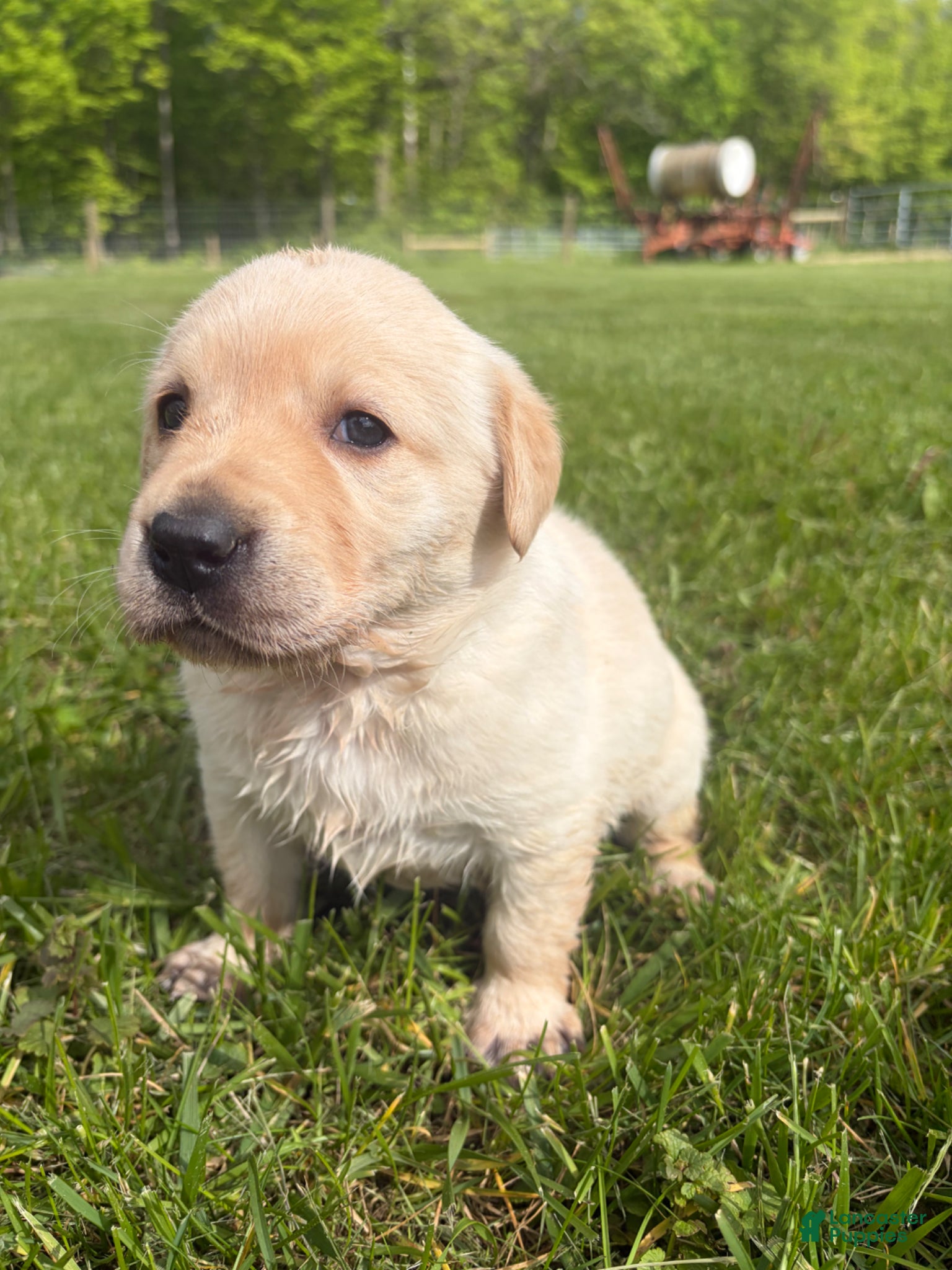 Labrador Retriever dogs Annie - Ad 2