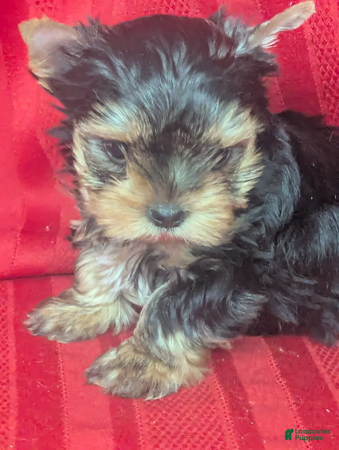 Yorkshire Terrier dogs for sale: Buddy - Ad 3