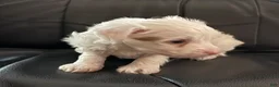 Chinese Crested dogs for sale: Chinese Crested 2 - Ad 1