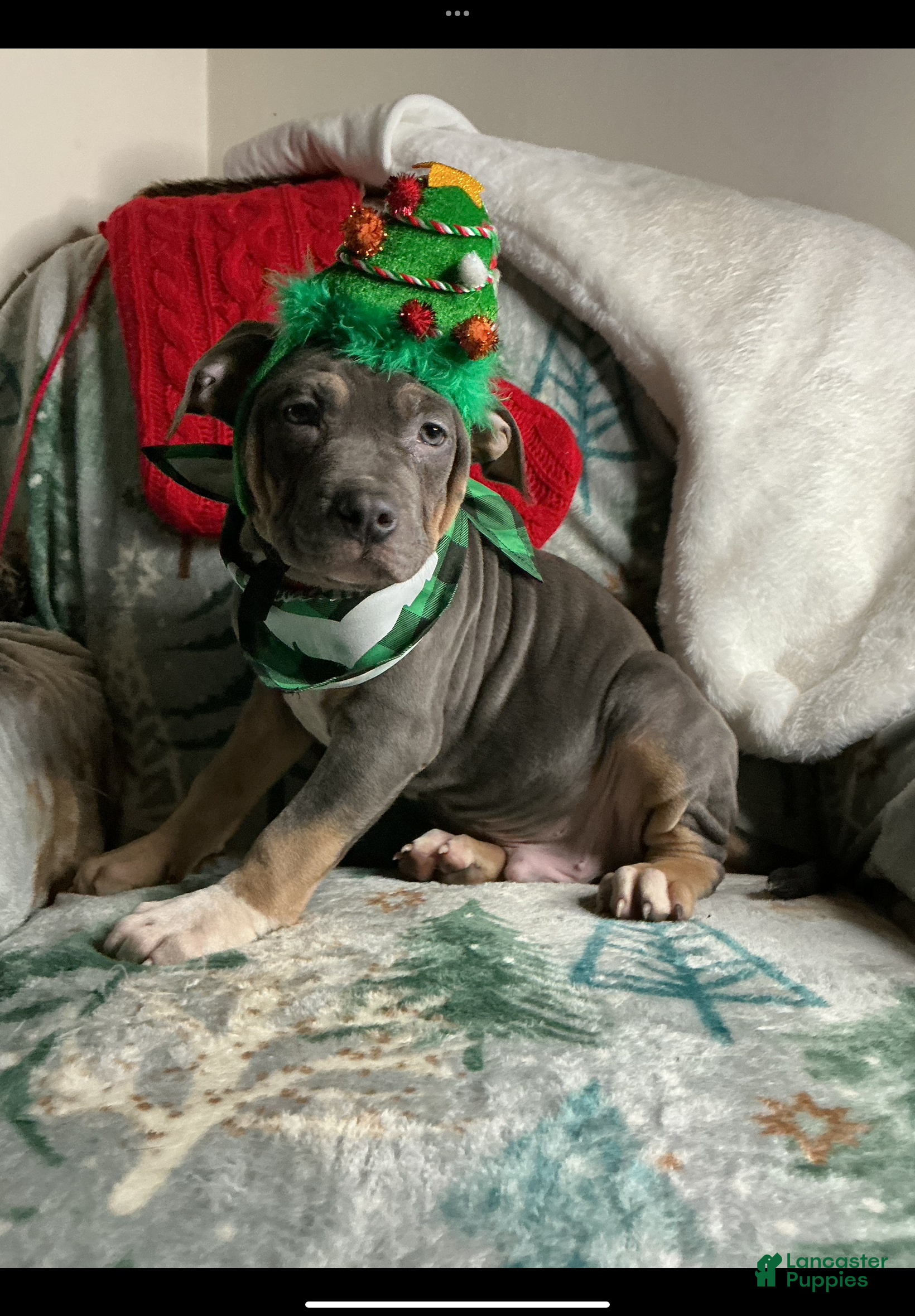 American Bully dogs Cookie Monster  - Ad 9