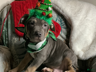 American Bully dogs Cookie Monster - Ad 1