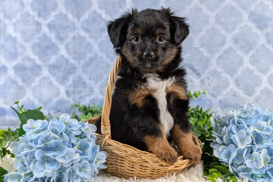 Toy Australian Shepherd dogs for sale: Bronson - Ad 8