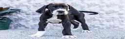 Great Dane dogs for sale: Fern - Ad 4