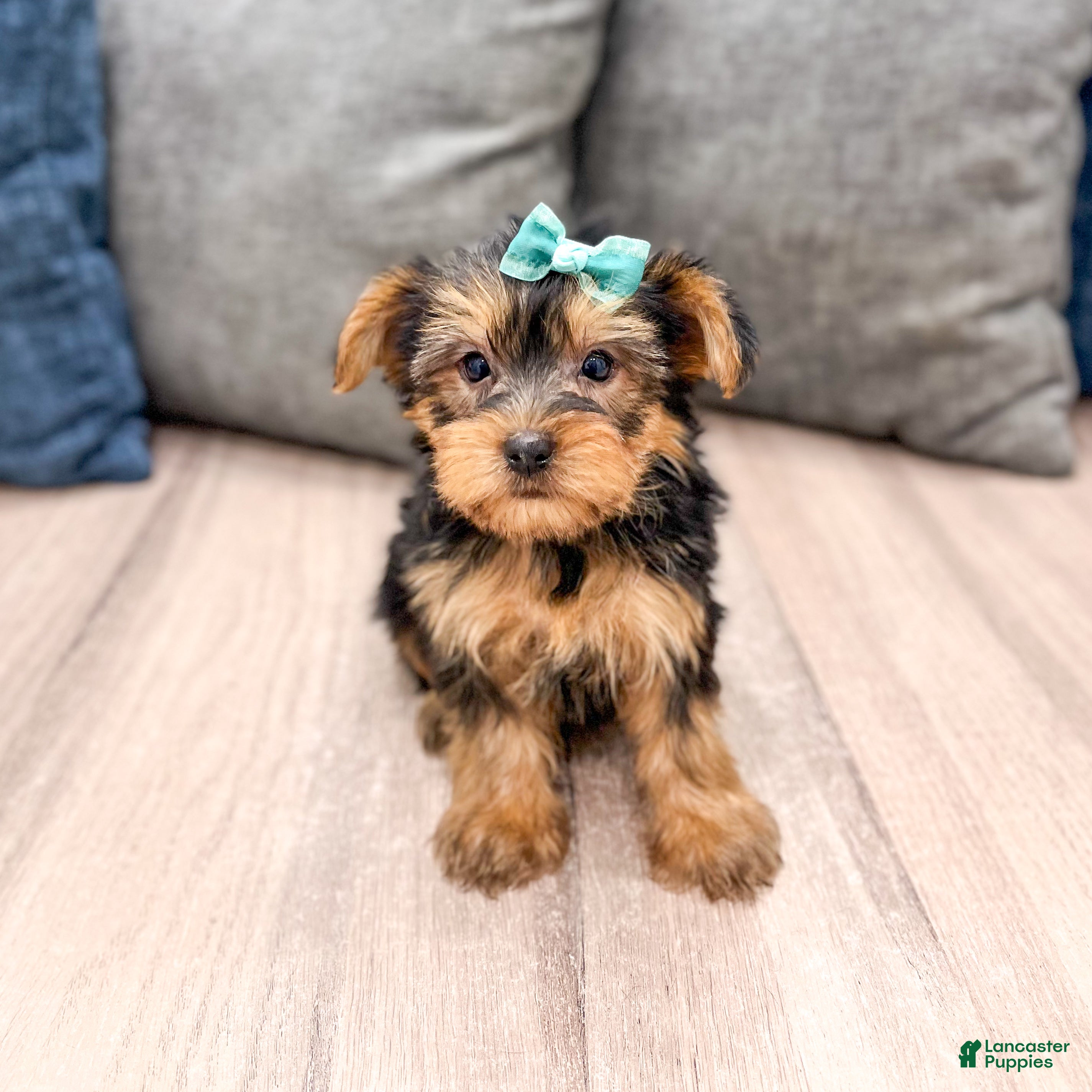Yorkshire Terrier dogs Macy - Ad 1