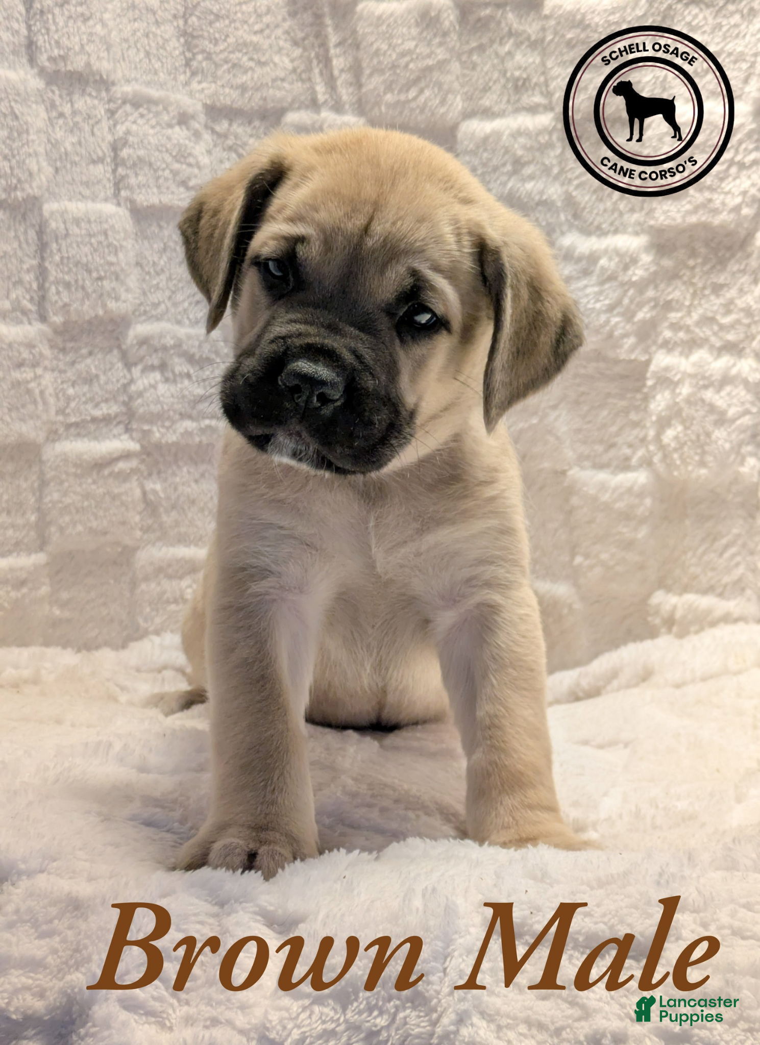Cane Corso dogs Brown - Ad 4