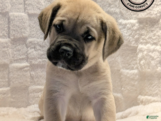 Cane Corso dogs Brown - Ad 3